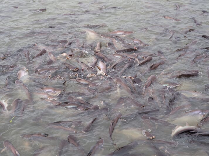 group of pangasius crowded at a pond surface