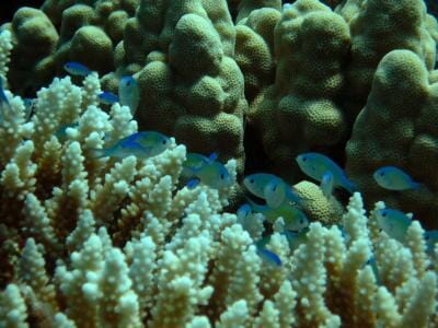 This image shows tropical damselfish (Chromis viridis) schooling in a coral reef.