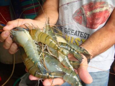This image shows captive bred giant freshwater prawns (Macrobrachium rosenbergii).