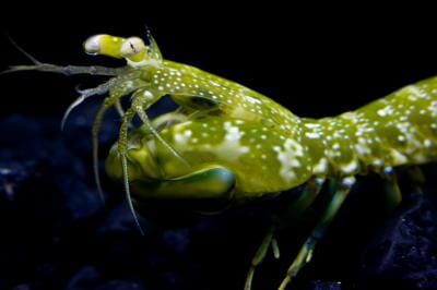 This image depicts mantis shrimp eyes.
