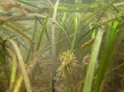 Seagrass (Zostera marina)