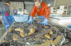 Sea cucumbers piled on a table with a person standing in the background