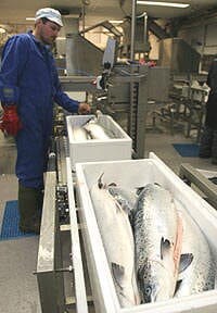 salmon processsing