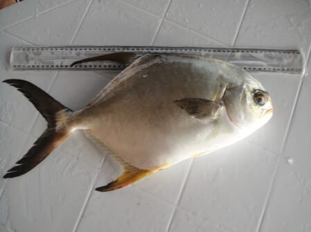 BFAR Succeeds in Natural Spawning of Pompano in Hatchery