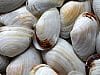 Molluscs, such as these clams, may lose out to wild-caught marine finfish and crustaceans