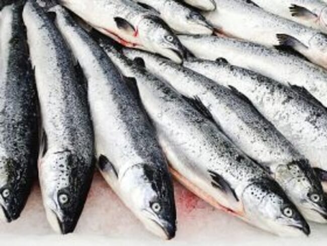 Ten dead salmon lie on a bed of ice