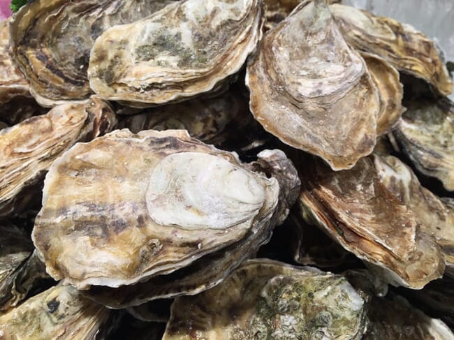 Oysters