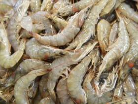 Prices and disease hit global shrimp production The Fish Site