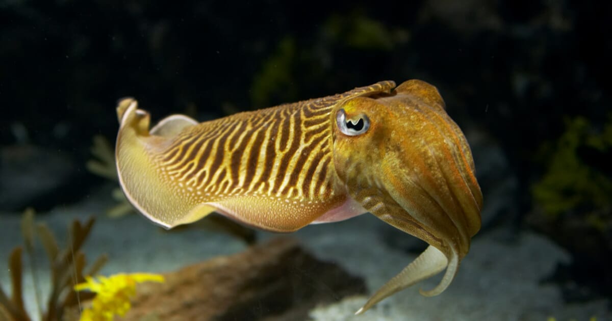 Camouflaged Cuttlefish Employ Electrical Stealth | The Fish Site