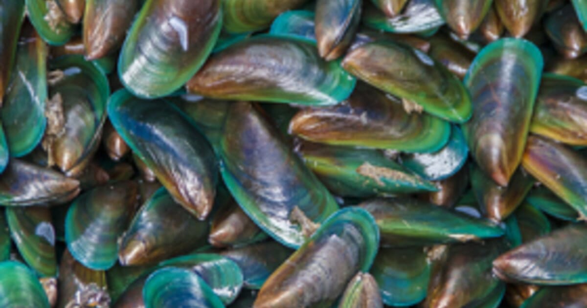 New Zealand Launches A+ Sustainable Aquaculture Standard | The Fish Site