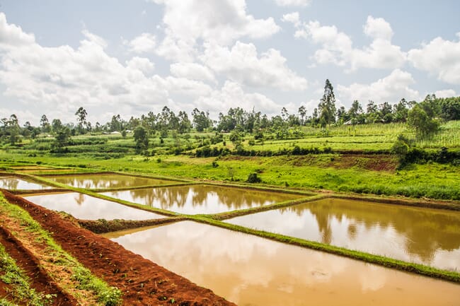 Multiple outdoor fish ponds with soil banks