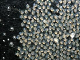 Why Do Some Fish Eat Their Own Eggs? The Fish Site