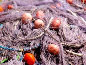 Researchers Investigate Biodegradable Fishing Nets The Fish Site