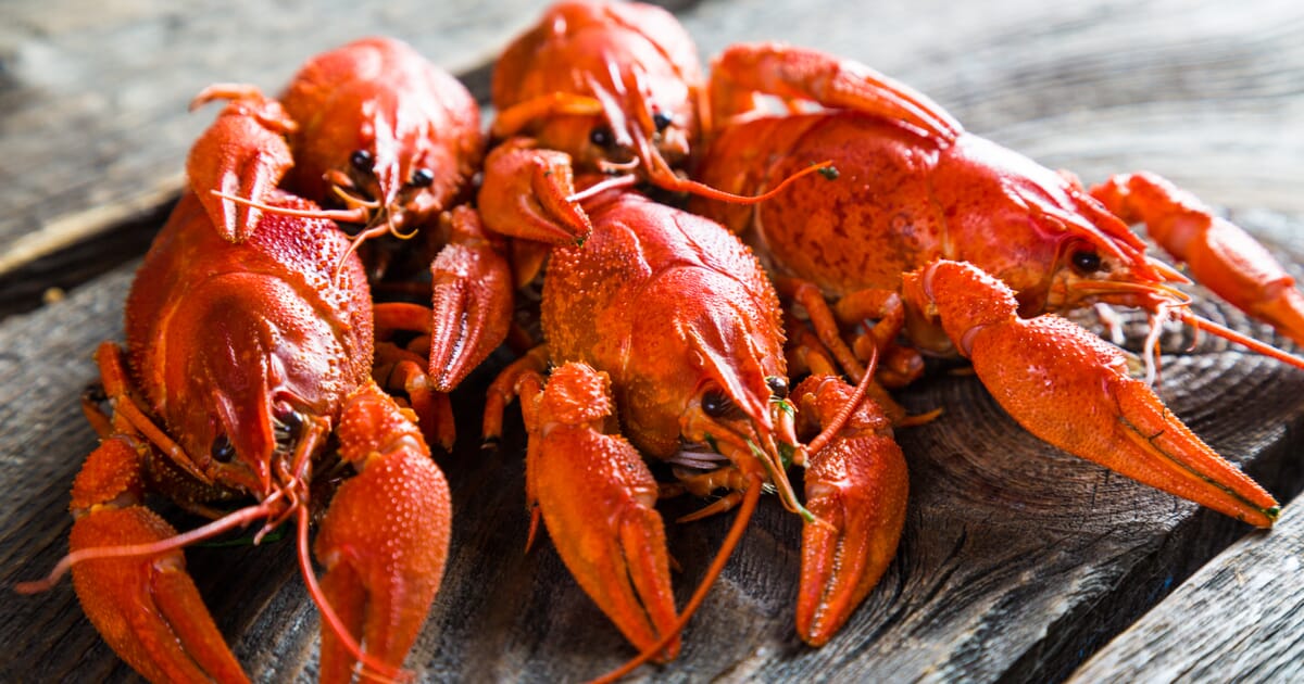 The Rise of China's Crayfish Capital | The Fish Site