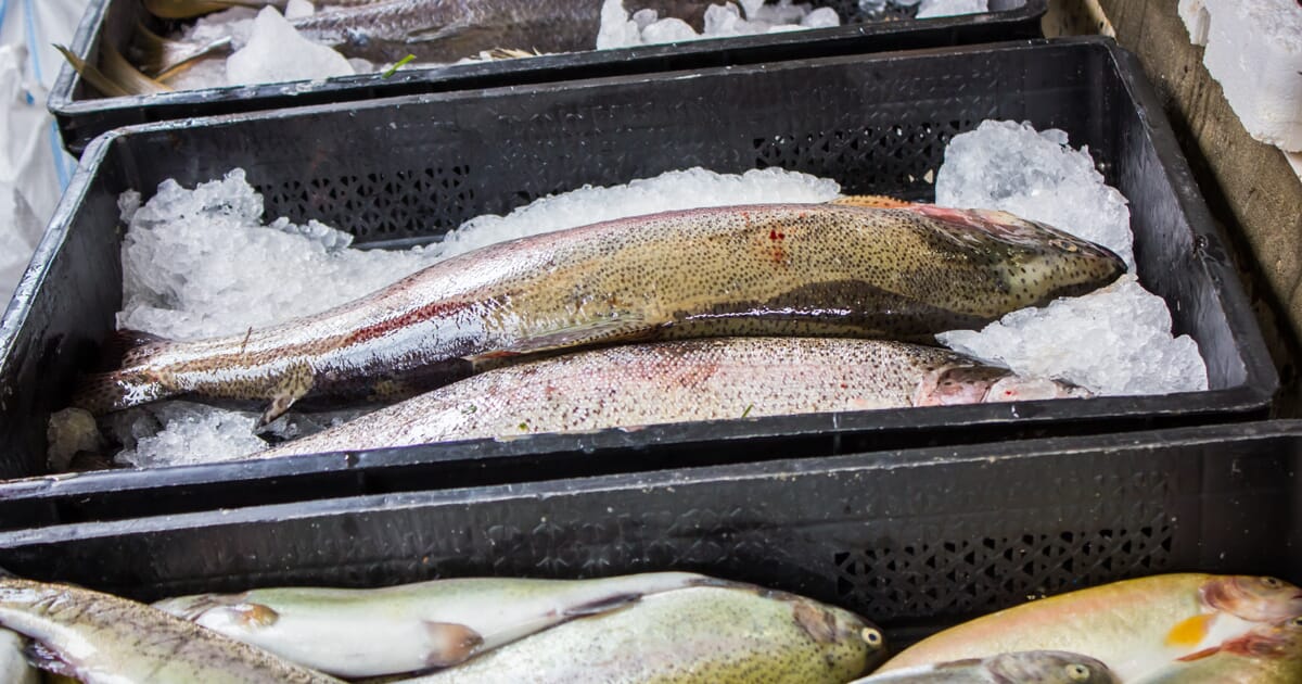 The Economic Benefits of Ecolabels for Fisheries: A Complex Story | The ...