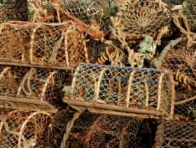New Minimum Size for Lobsters to be Phased In The Fish Site