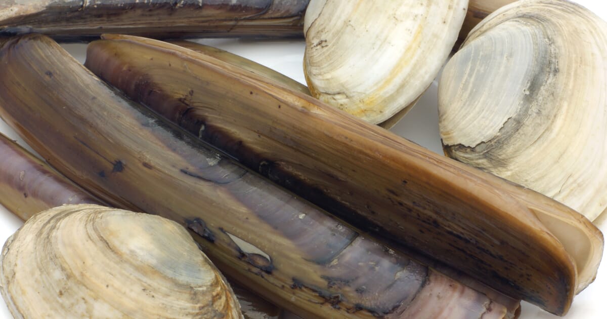 Consultation Launched on Electrofishing for Razor Clams | The Fish Site