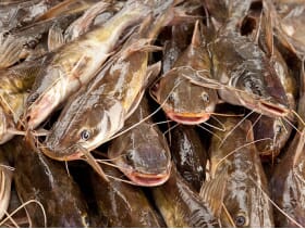 Blue x Channel Hybrid Catfish Provide Promising Future for US Farmers