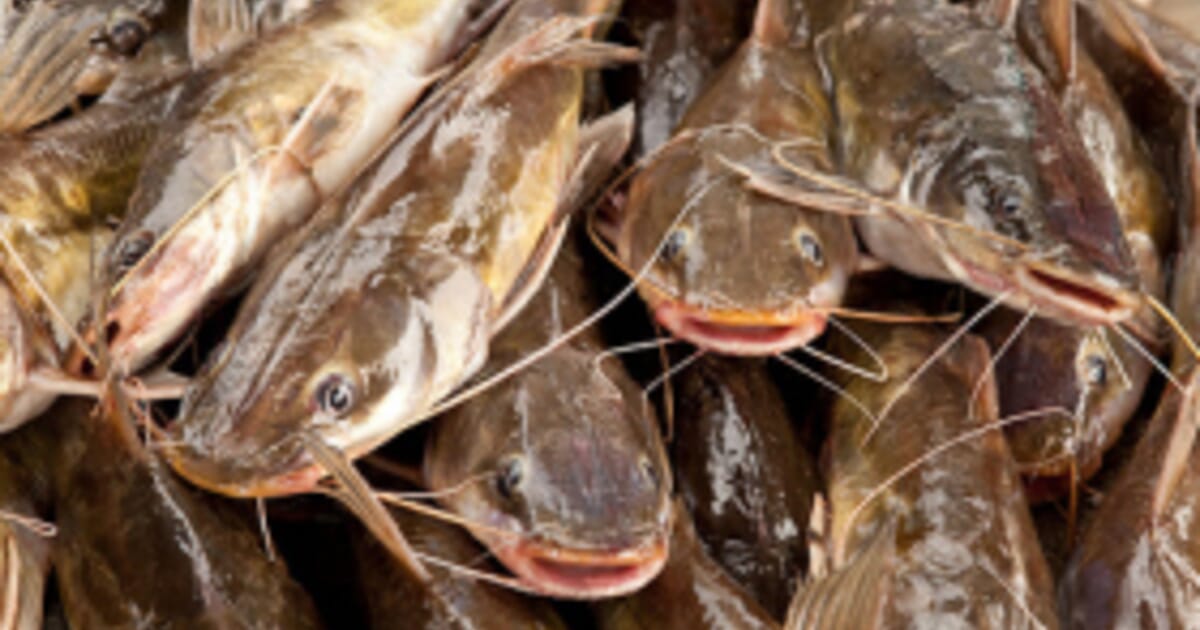 Blue x Channel Hybrid Catfish Provide Promising Future for US Farmers ...