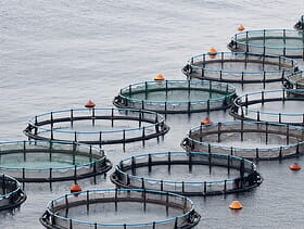New solution for aquaculture wastewater treatment The Fish Site