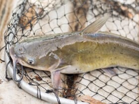 African catfish battle to stay in India The Fish Site