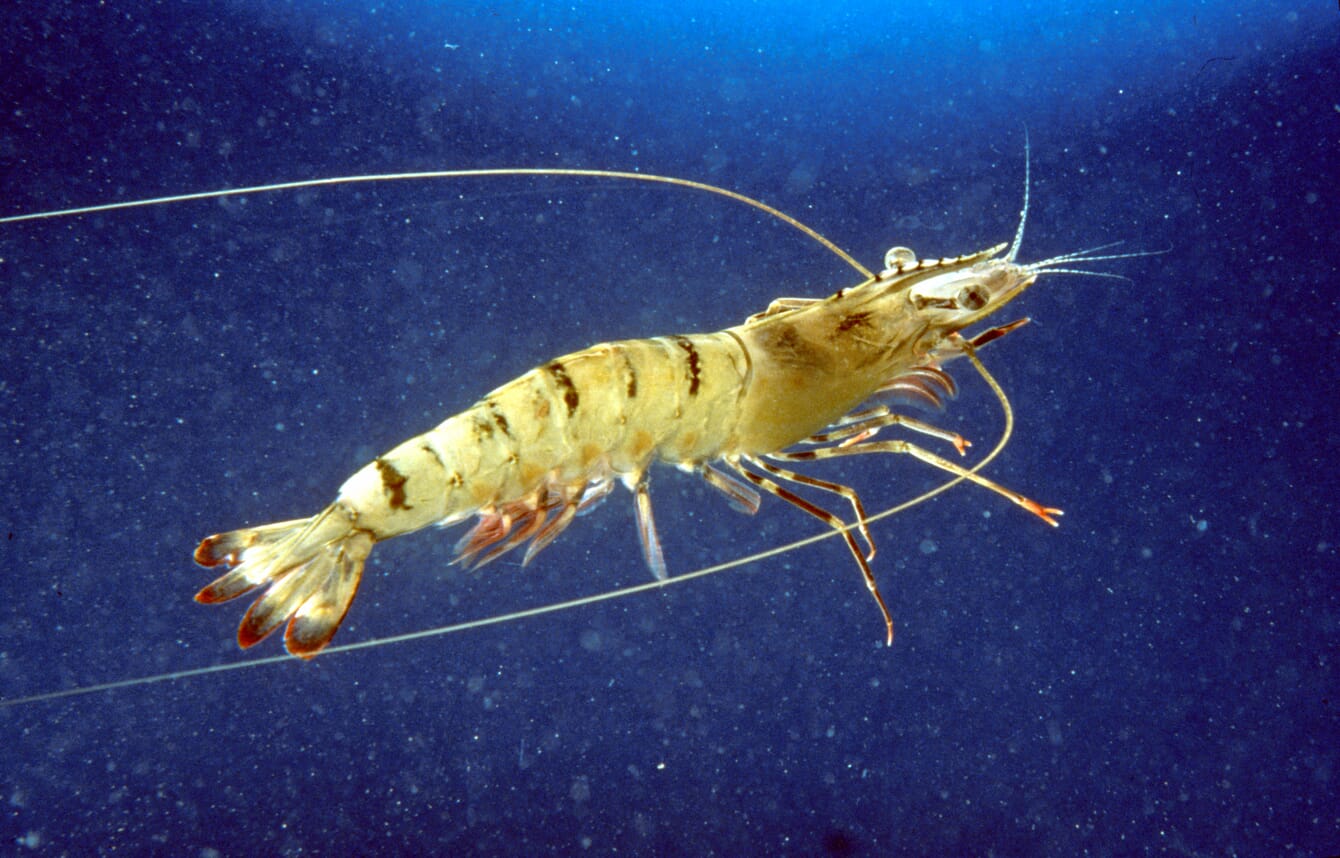 Giant tiger prawn