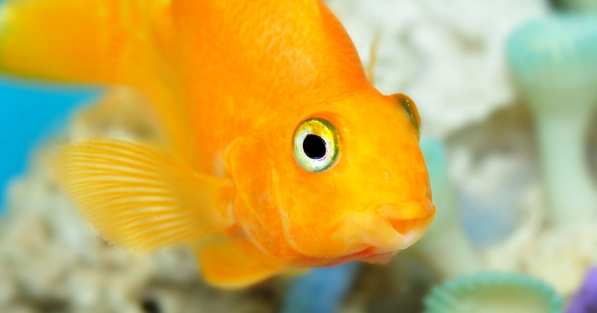 10 Fun Facts About Fish | The Fish Site
