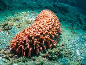 Sustainable Sea Cucumber Farming Operation Receives 2.75 million