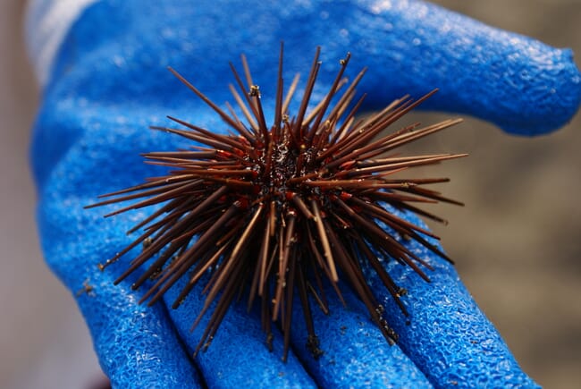 Sea urchin.