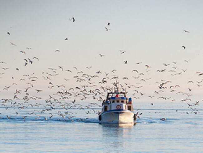 um barco é retratado no mar com um bando de pássaros circulando o navio