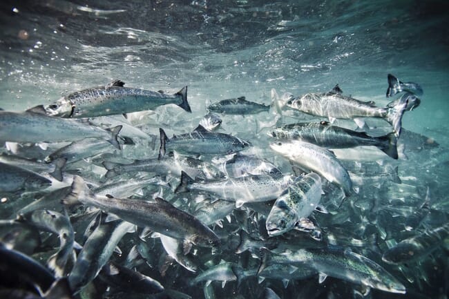 salmon swimming in a tank