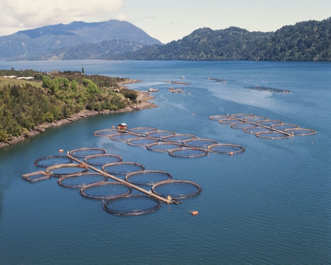 Chilean salmon farms.