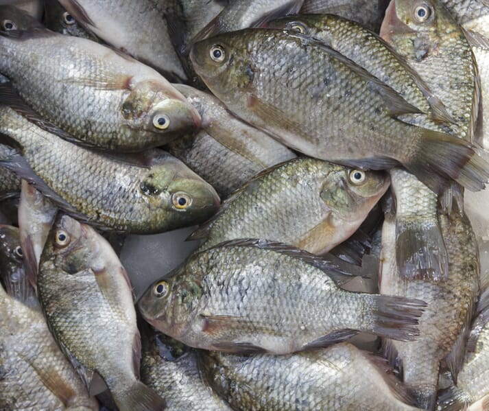 Over 100 tonnes of tilapia mortalities have been recorded since mid-November