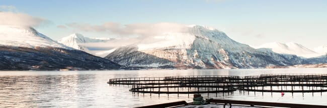 An open net-pen fish farm