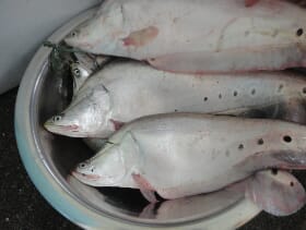 Finding a sustainable use for knife fish in the Philippines The Fish Site