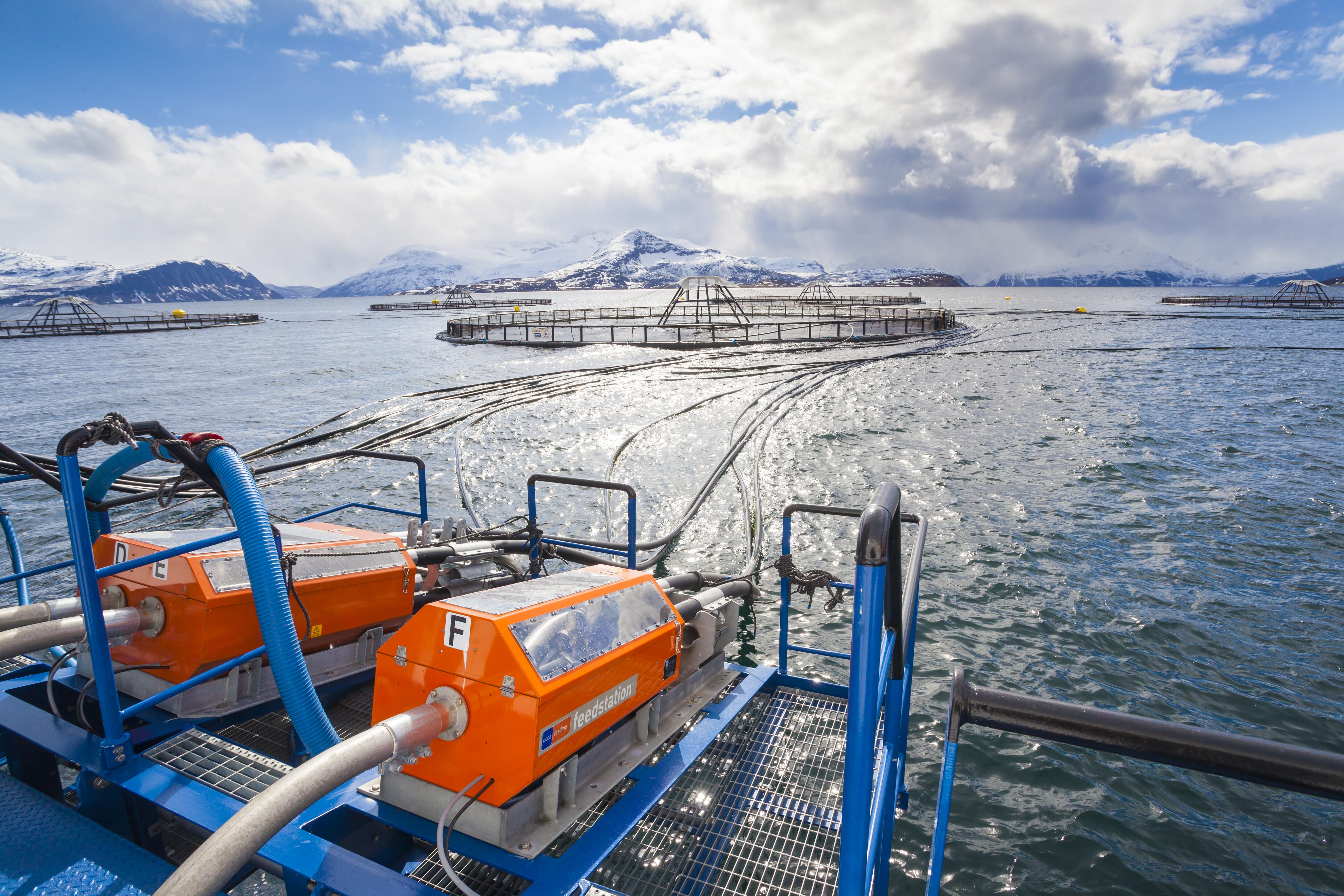 Leroy to use fish oil replacement in ongrowing feeds The Fish Site