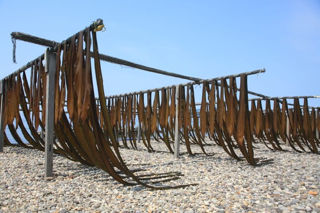 Drying kelp.