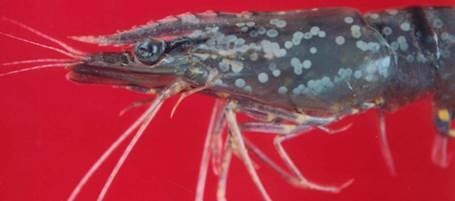 White spot costs the shrimp sector millions of dollars a year