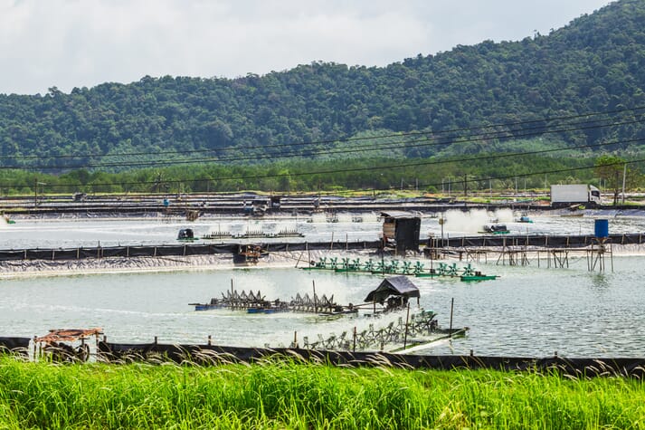 Outdoor shrimp farm showing multiple ponds and paddle wheels