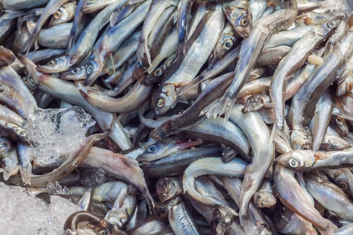 18 million tonnes of small pelagic fish, such as capelin, are caught for use in animal feeds every year