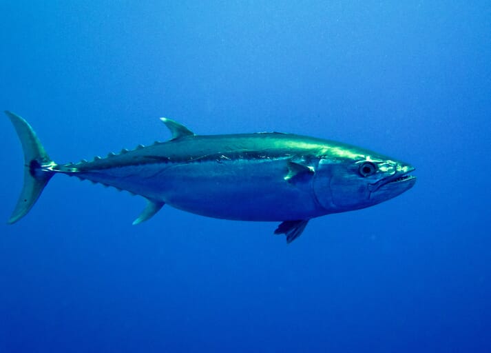 The grant will allow the development of new smart-tag technology for measuring the physiology and behaviours of species such as tuna in unprecedented detail, which will allow more accurate predictions about their distribution will be impacted by climate change