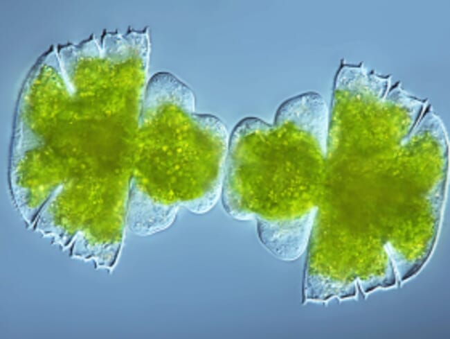 Microalgae