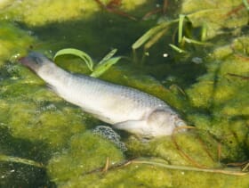 algae bloom algae bloom