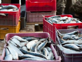 Zambia Launches Fish Farming Project The Fish Site