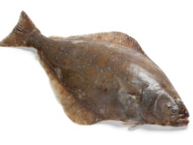 Alaska Fish Factor Reduction in Halibut Bycatch Needed The Fish Site
