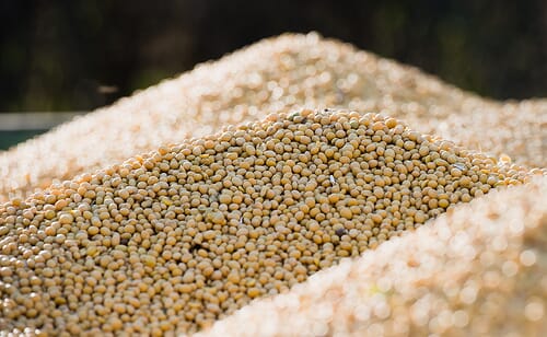 Oil from GM Camelina Can Substitute Fish Oil in Fish Feed The Fish Site