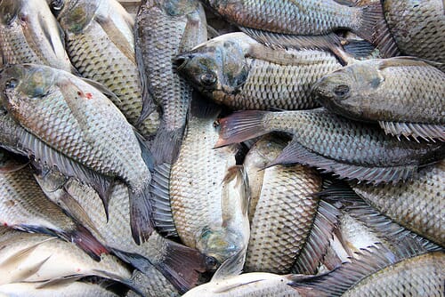 Tilapia Demand Firm, Prices Remain Relatively Low The Fish Site