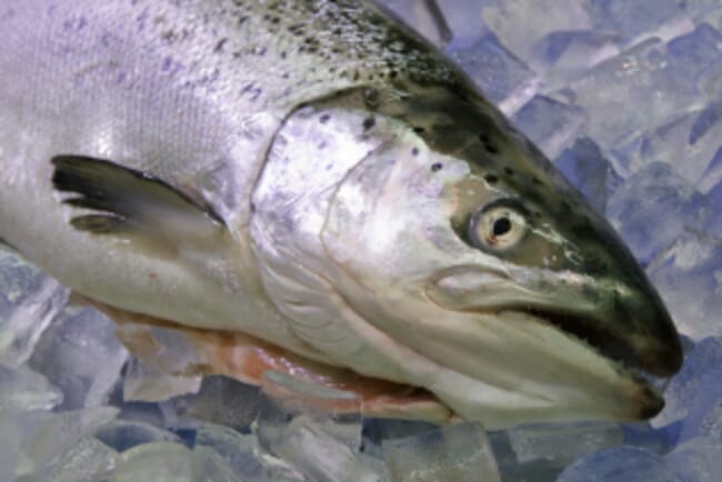 A dead Atlantic salmon on ice.