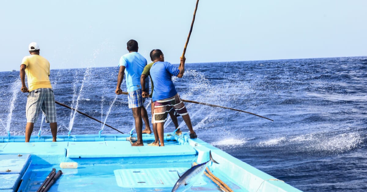 Maldives, Pole and Line Foundation to Collaborate on Sustainable Fishing  Initiatives