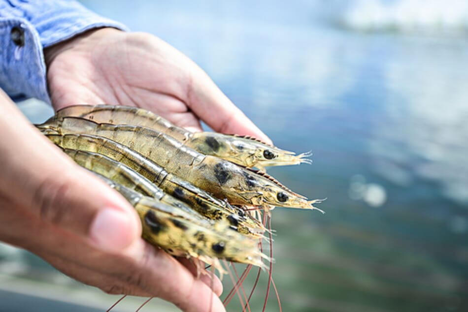Restricted antibiotics and sulphites are rife in US shrimp imports